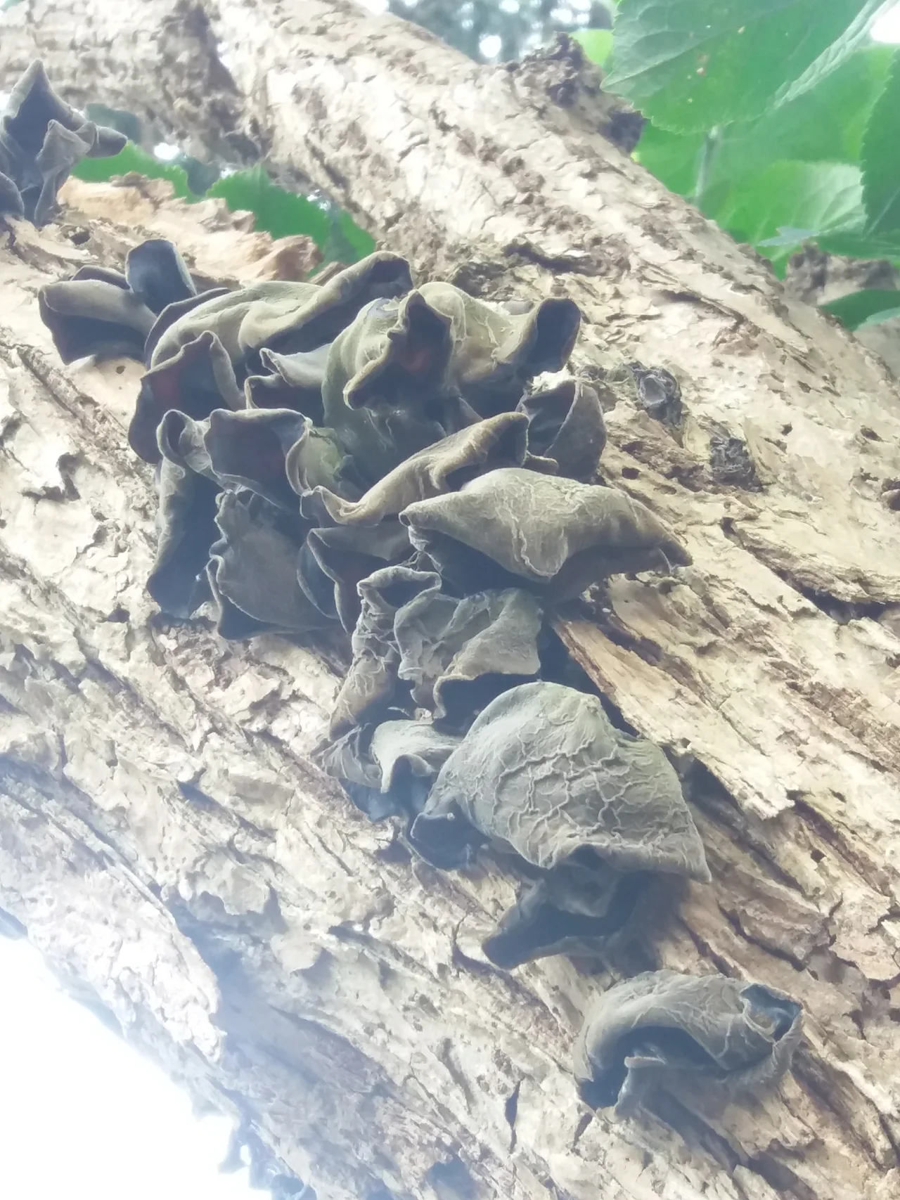Ear fungus ( Auricularia cornea )