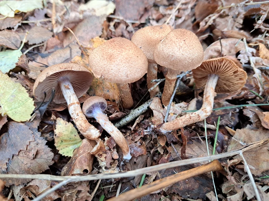 Cortinarius pholideus