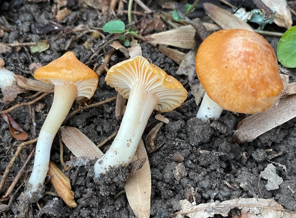 Cuphophyllus pratensis
