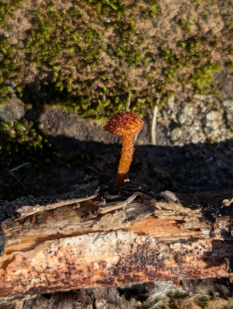 Phaeomarasmius erinaceus