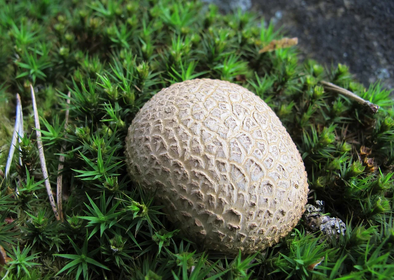 Scleroderma citrinum in natural monument Hřebenec, near Rožmitál pod Třemšínem in Příbram District (Czech Republic)