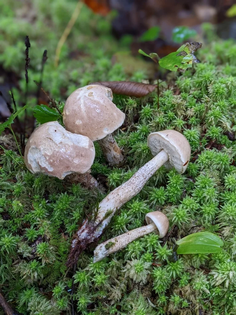 Leccinum holopus