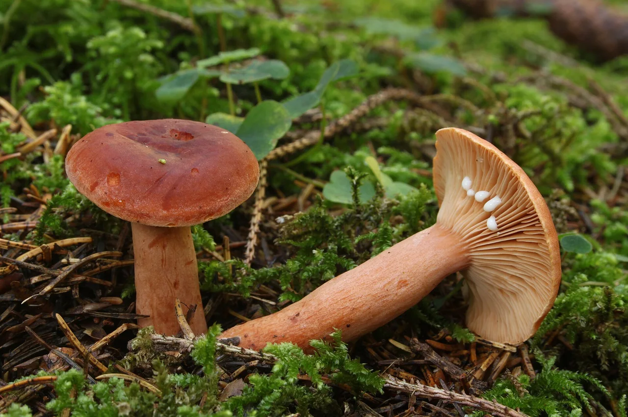 Lactarius aurantiacus , Family: Russulaceae, Location: Germany, Erbach, Ringingen