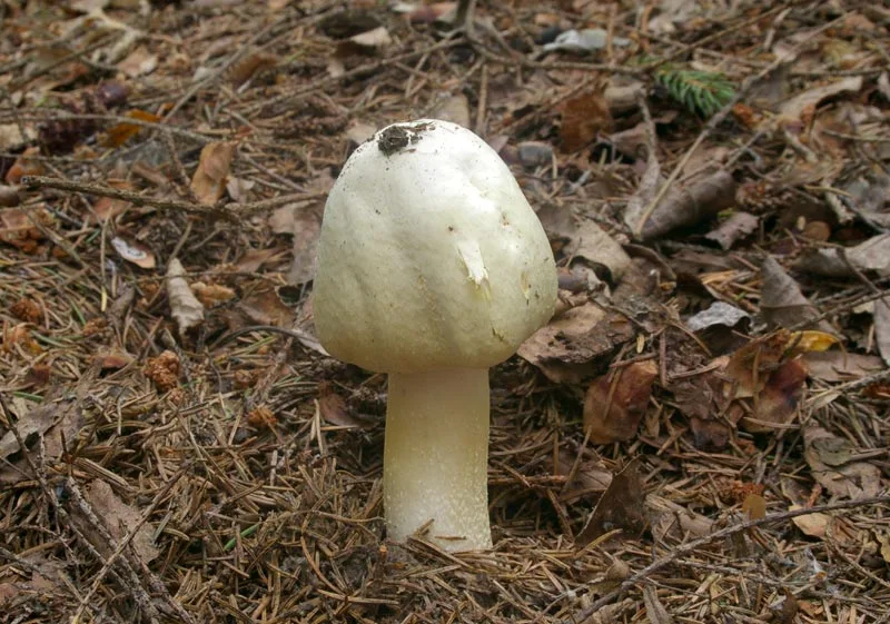 Agaricus silvicola