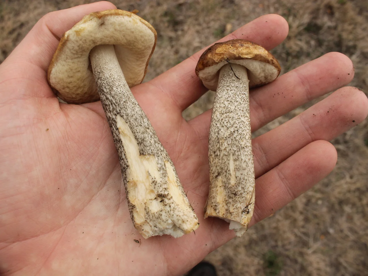 Brown Birch-bolete ( Leccinum scabrum )