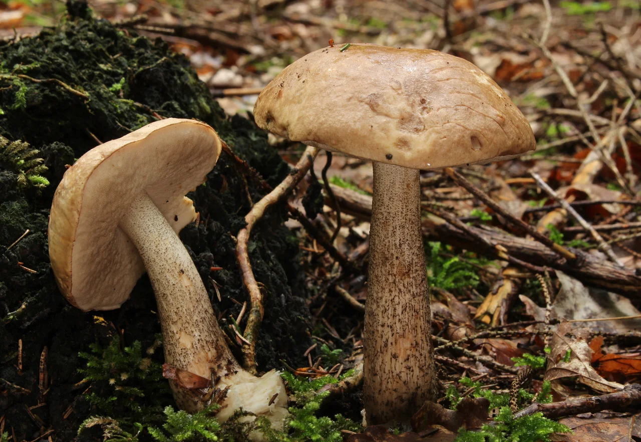 Rough-Stemmed Bolete, Scaber Stalk or Birch Bolete, Leccinum scabrum , Family: Boletaceae, Location: Germany, Erbach, Ringingen