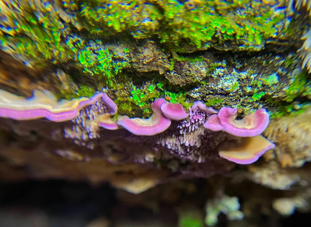 Trichaptum fuscoviolaceum