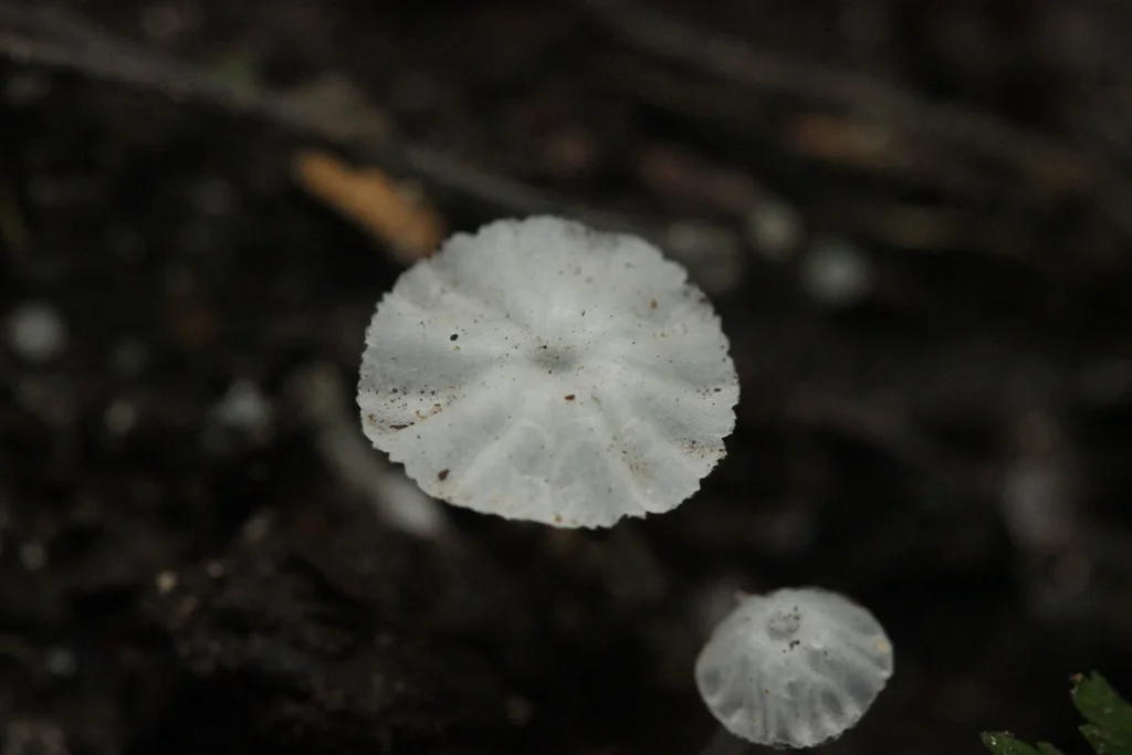 Delicatula integrella