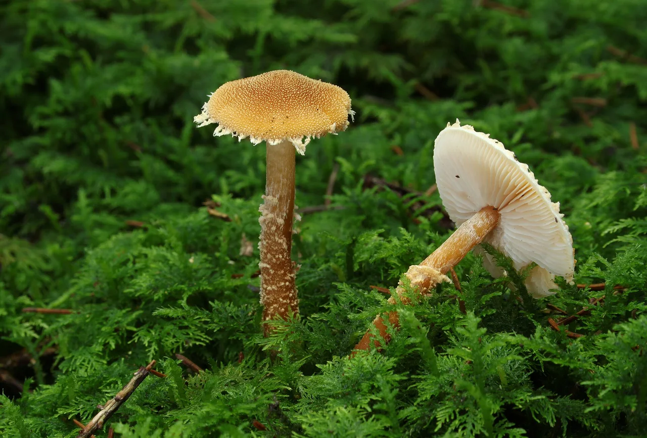 Saffron Parasol, Saffron Powder-Cap or Earthy Powder-Cap Cystoderma amianthinum , Family: Agaricaceae, Location: Biberach an der Riss