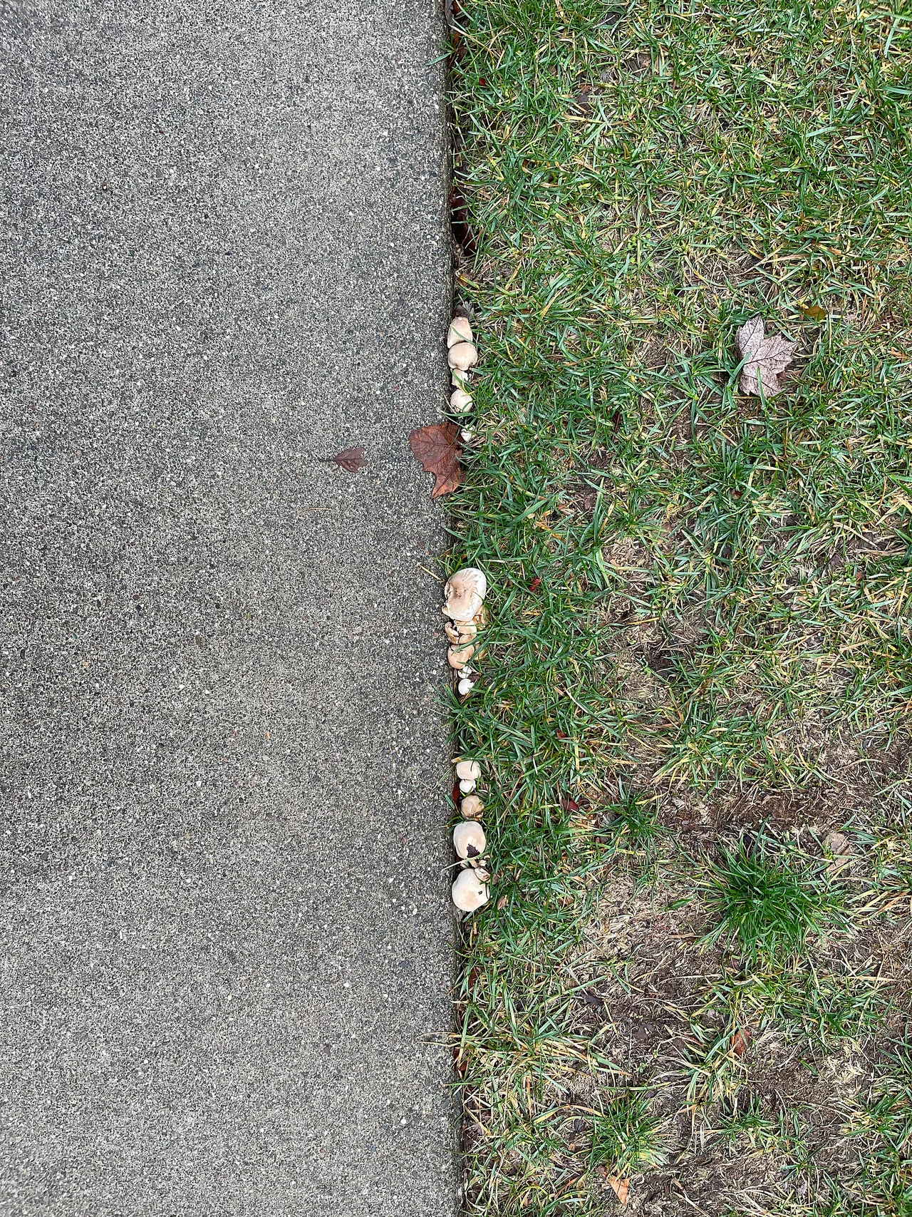 Agaricus arvensis in Sonoma, California.