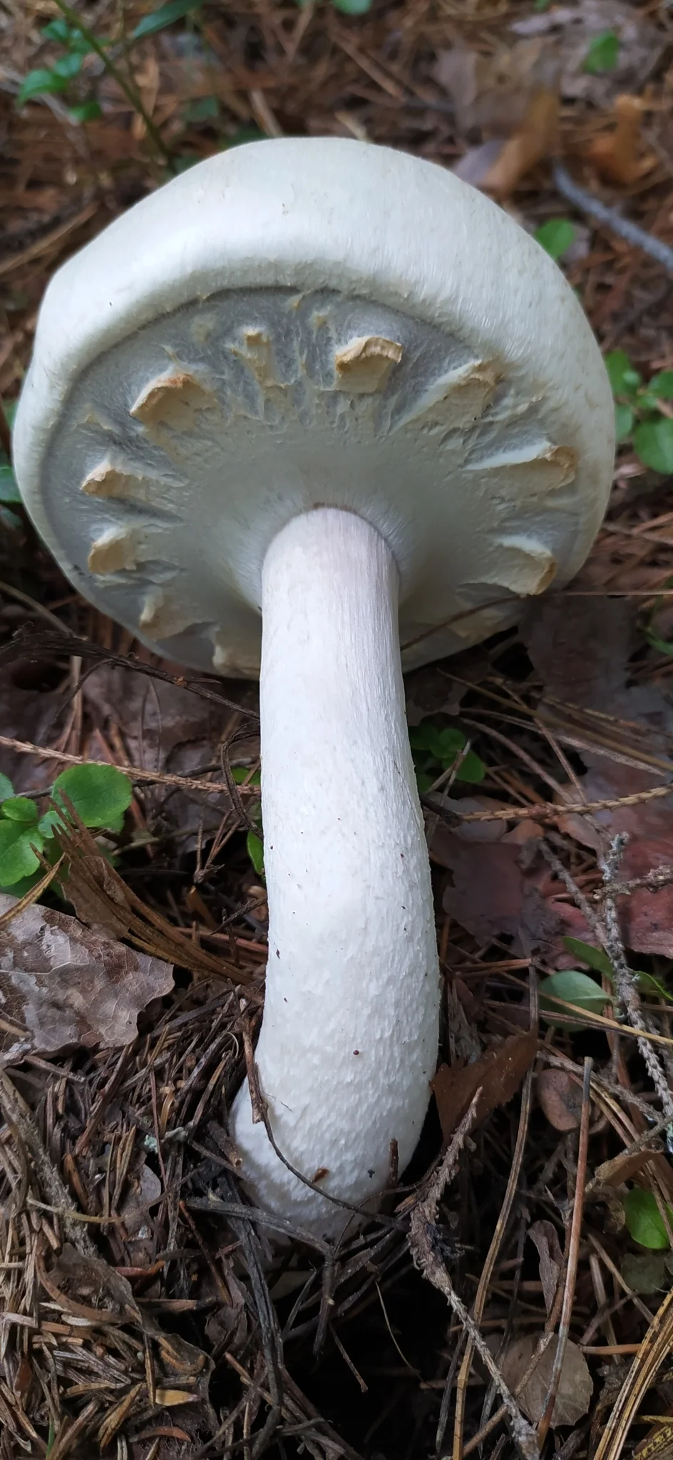 Agaricus mushroom with cogweel shaped veil before the cap opens fully.