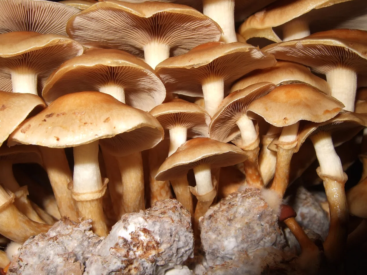 Nameko ( Pholiota nameko )