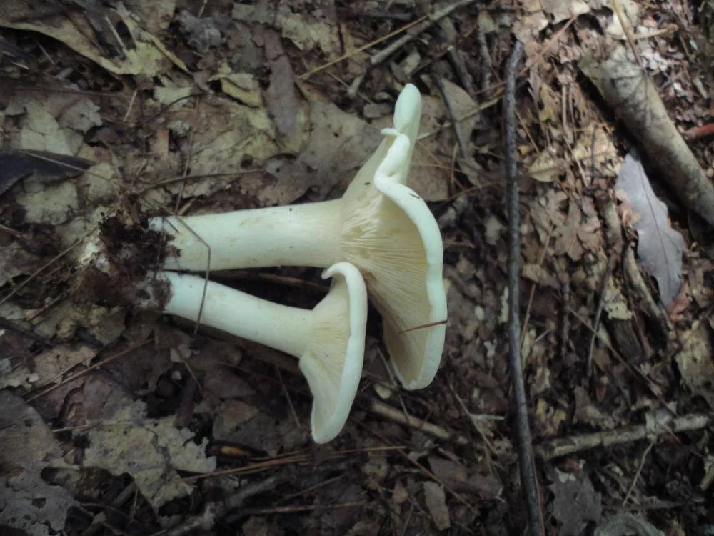Aspropaxillus candidus