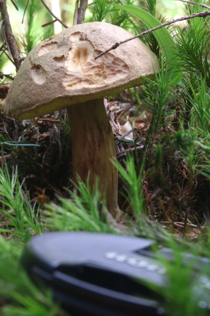 Xerocomus subtomentosus