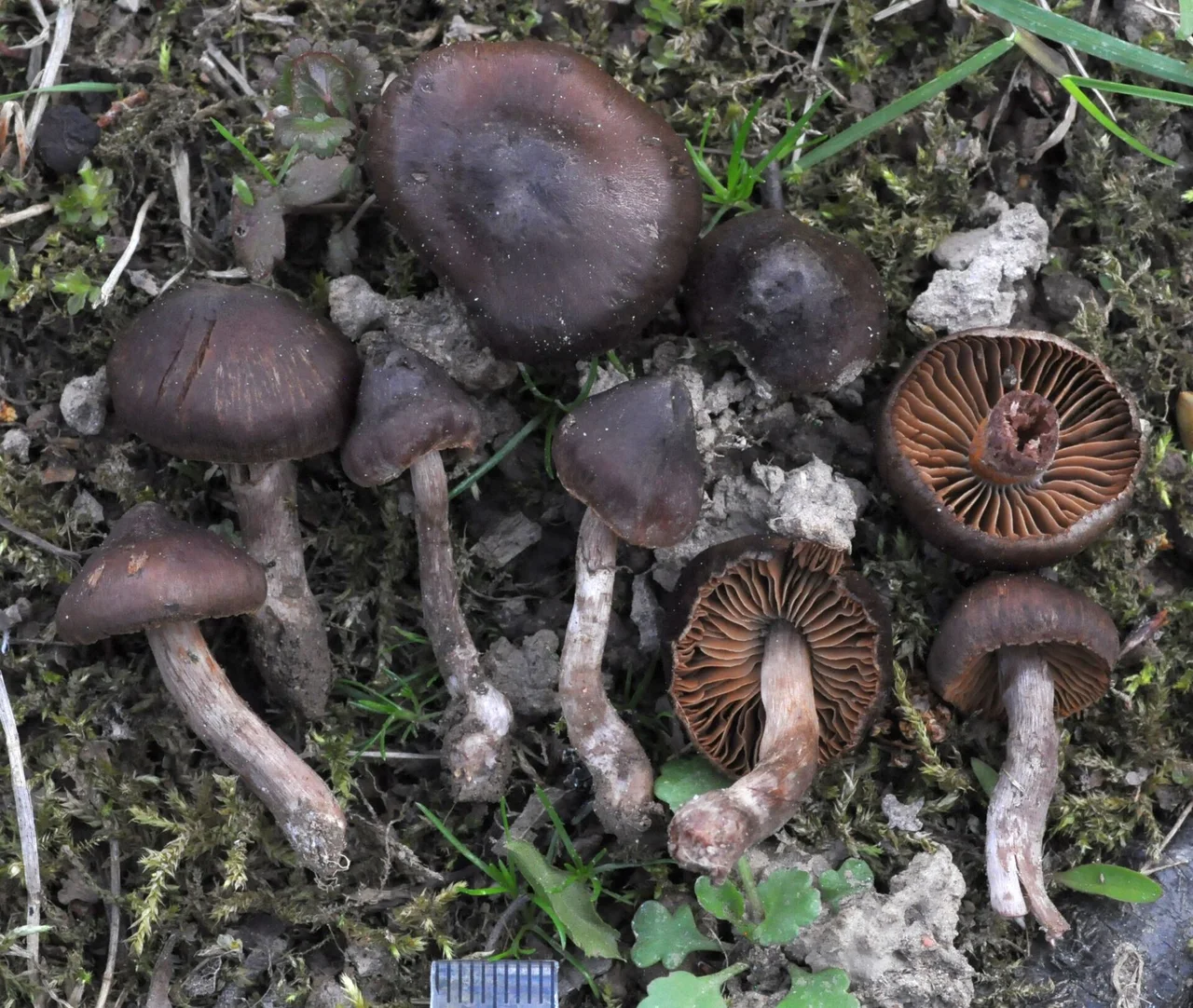 Cortinarius vernus