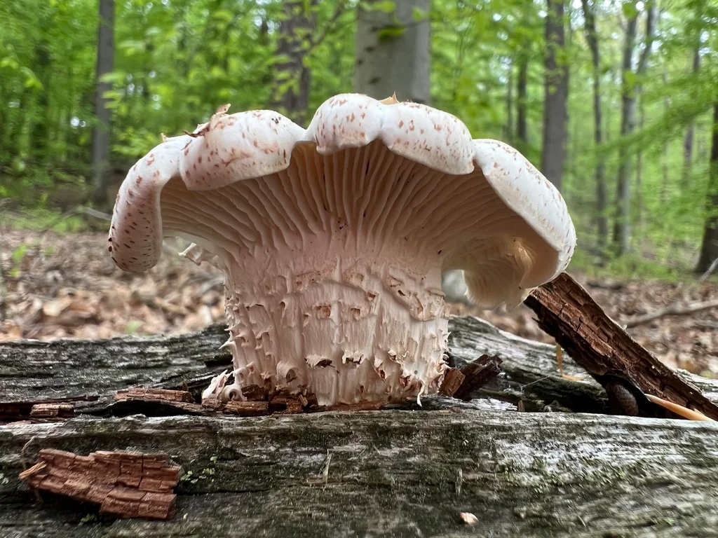 Neolentinus lepideus