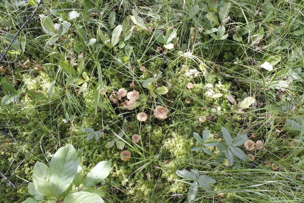 Desarmillaria ectypa