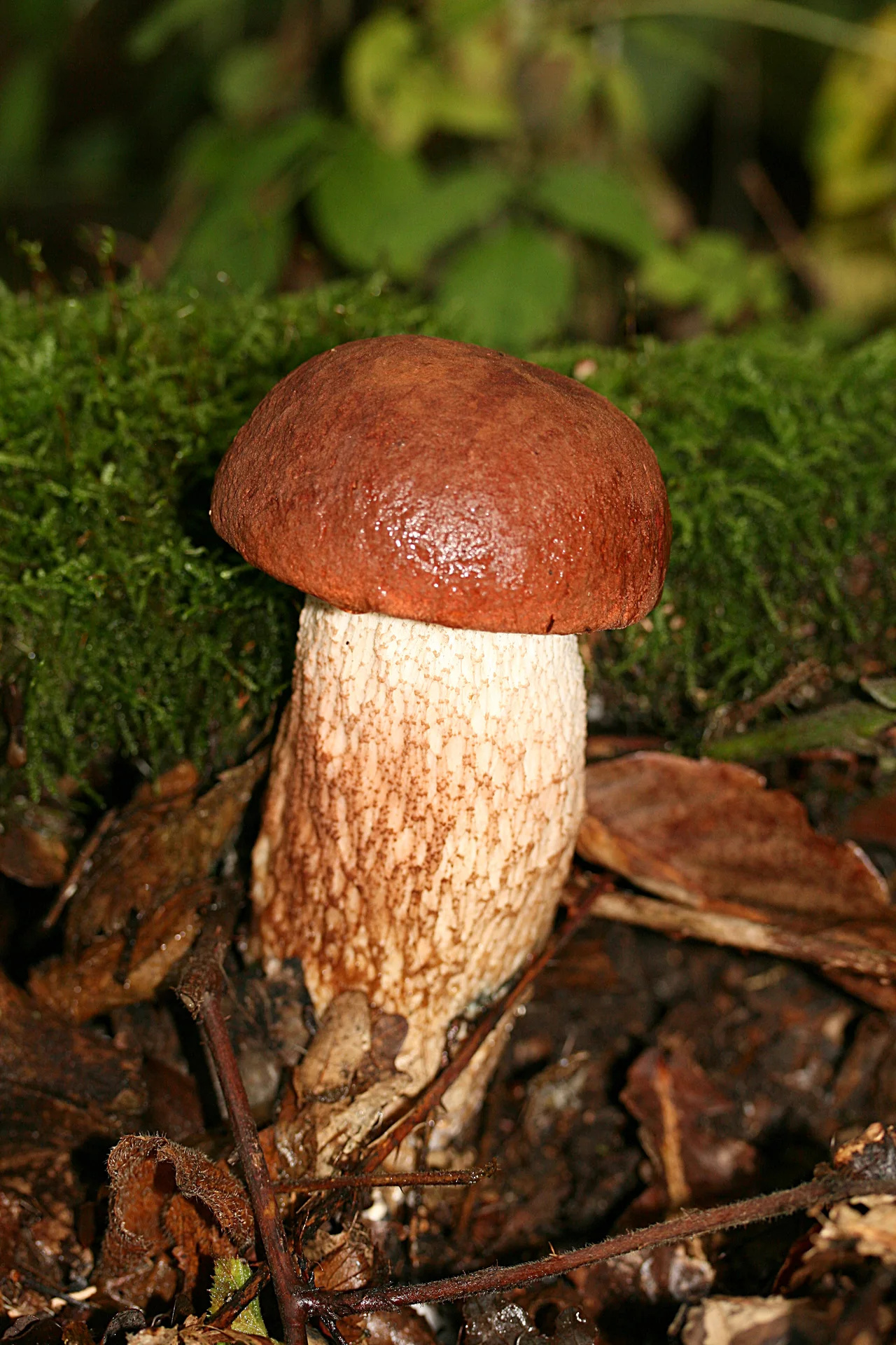 Red-capped scaber stalk. Hainaut (Belgium)