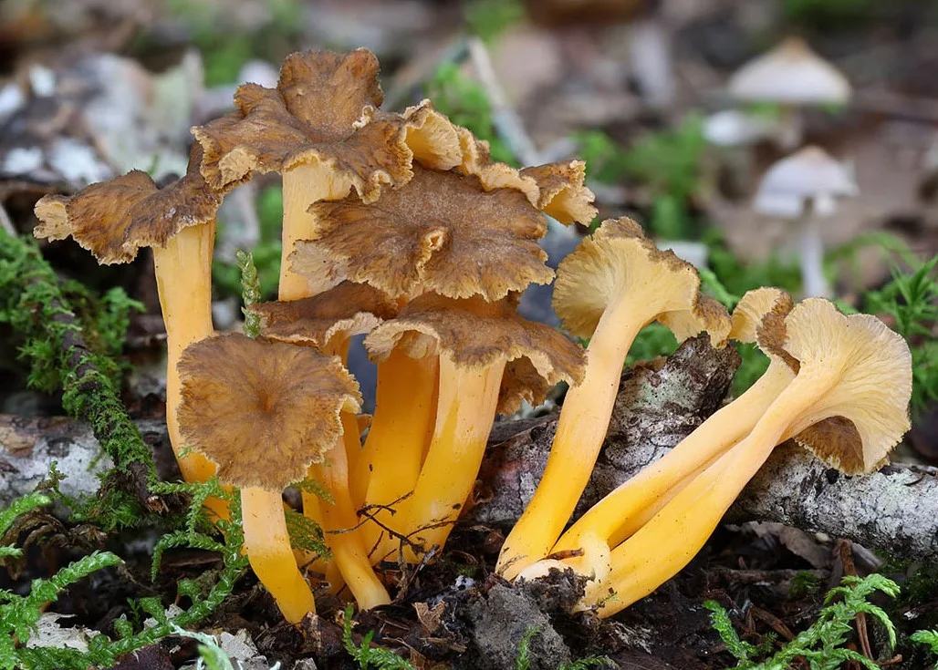 Craterellus lutescens