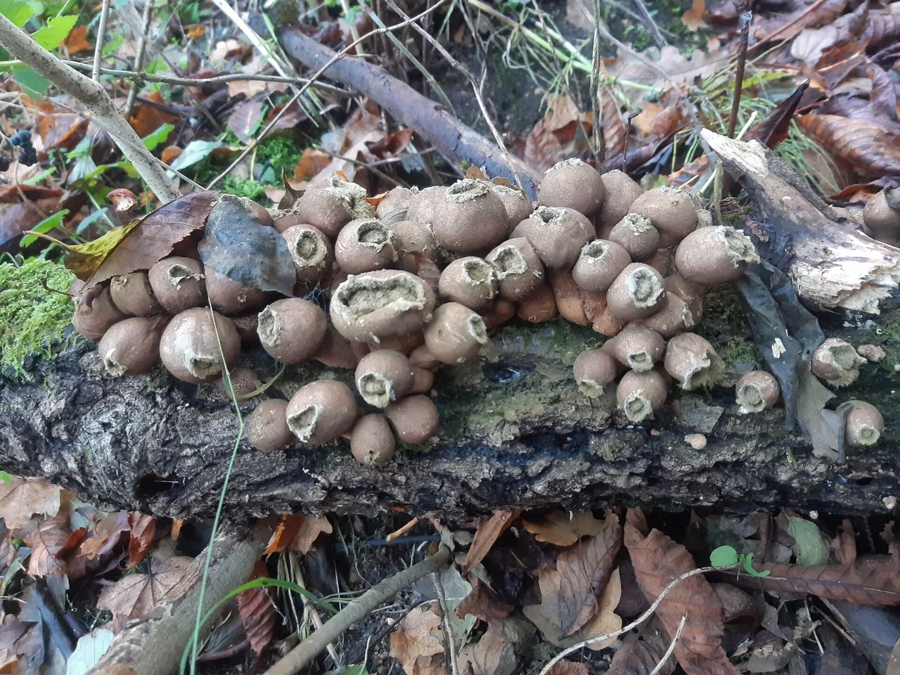 Pear-shaped Puffball ( Apioperdon pyriforme )
