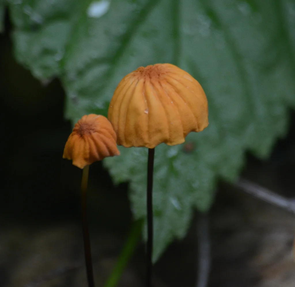 Marasmius siccus