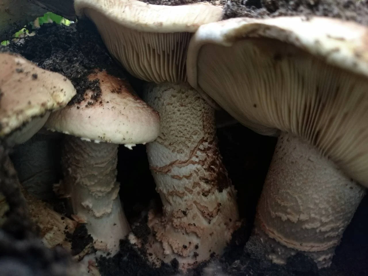 Micropsalliota geesterani