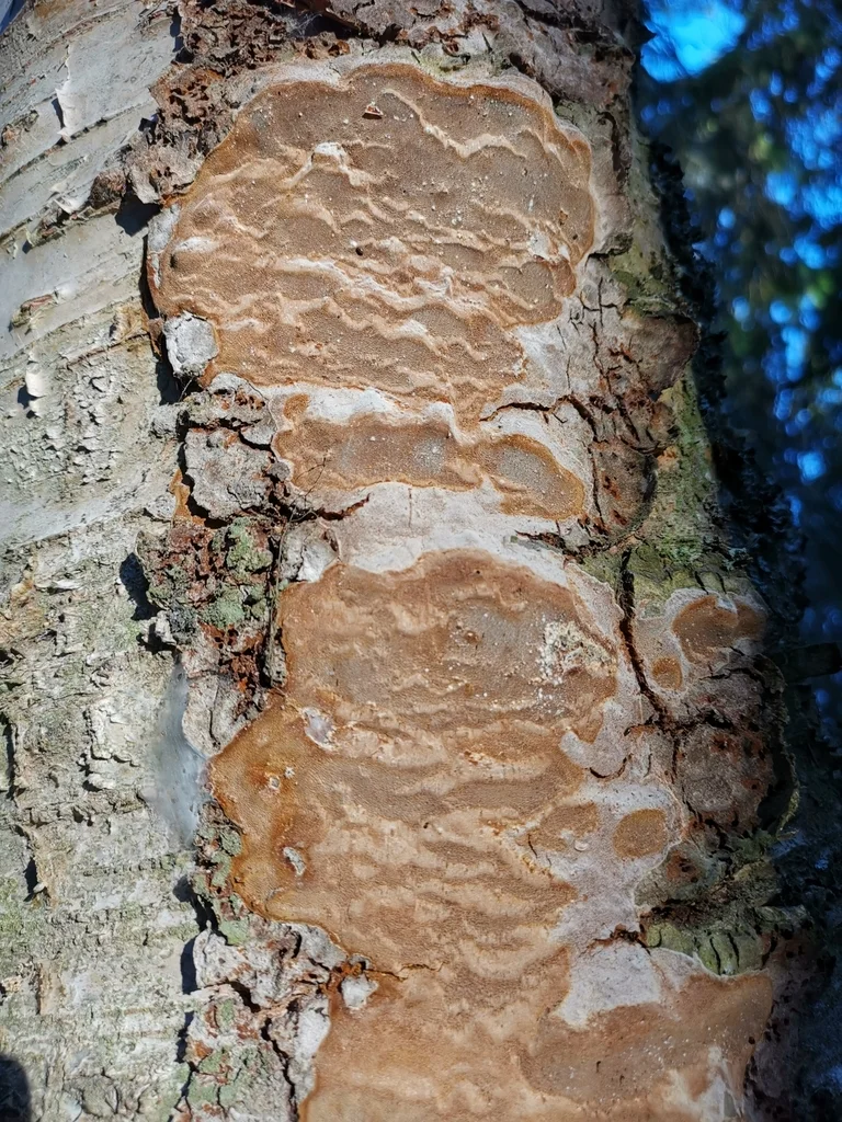 Phellinus laevigatus