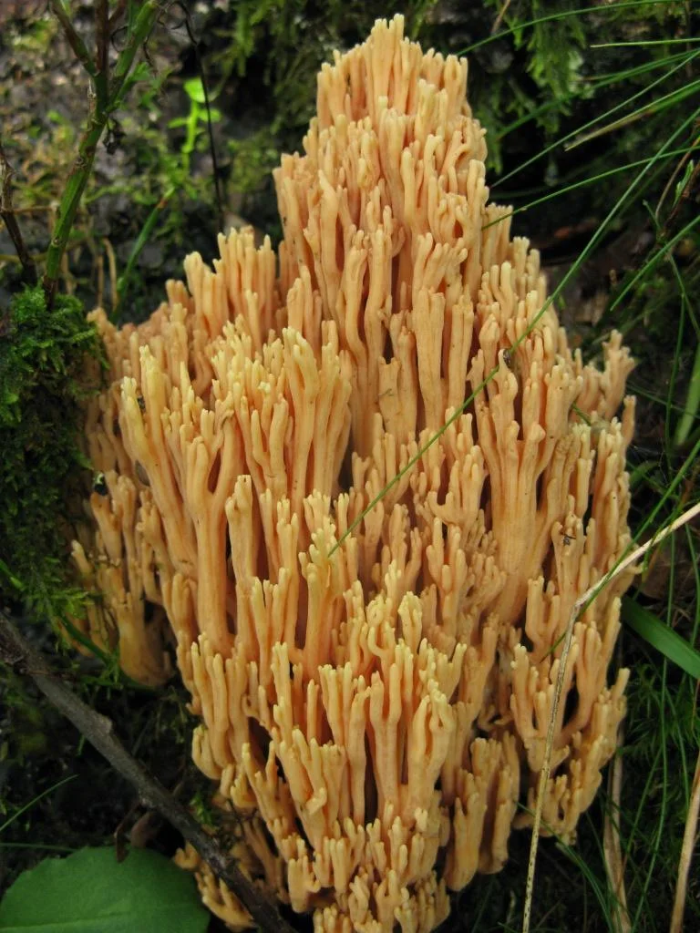 Ramaria formosa