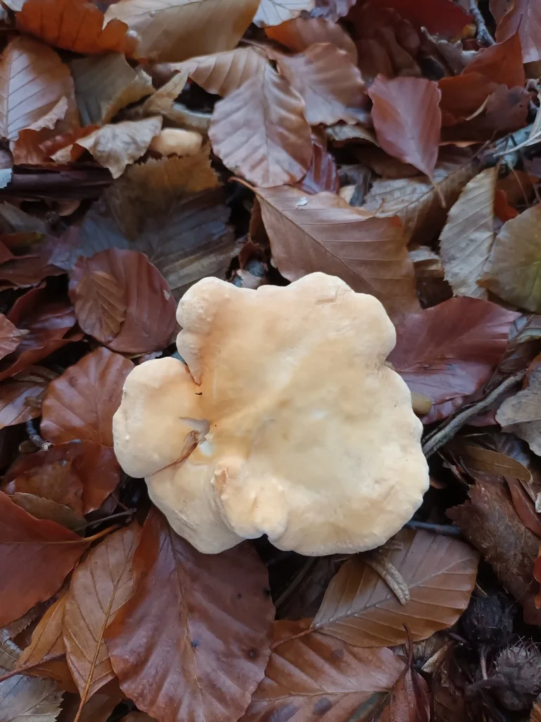 Hydnum repandum