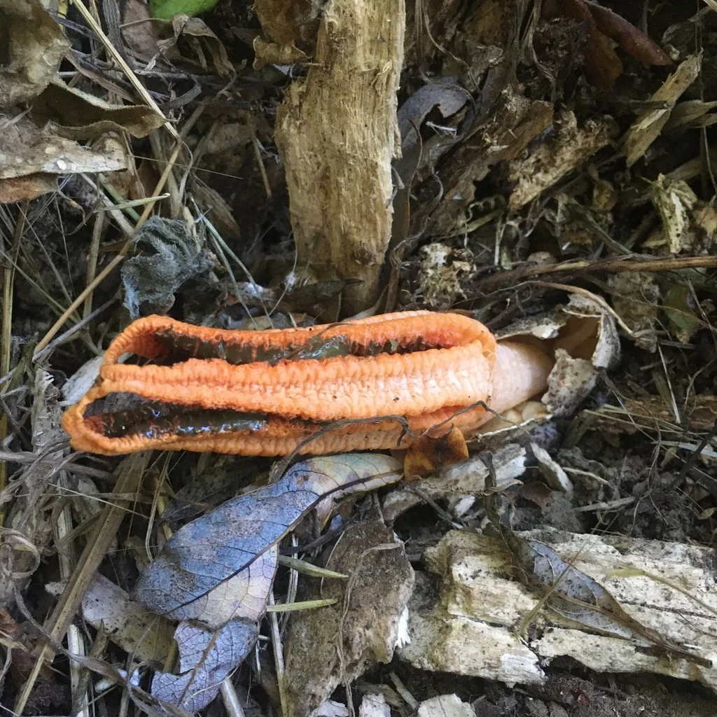Pseudocolus fusiformis