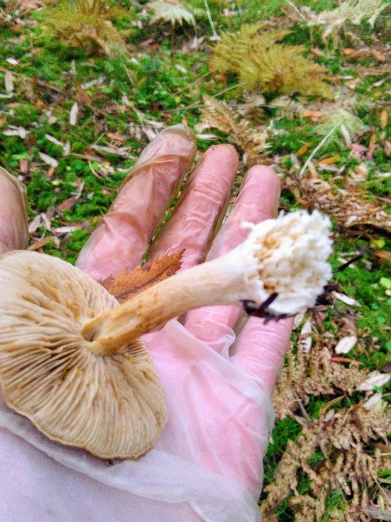 Thaxterogaster multiformis