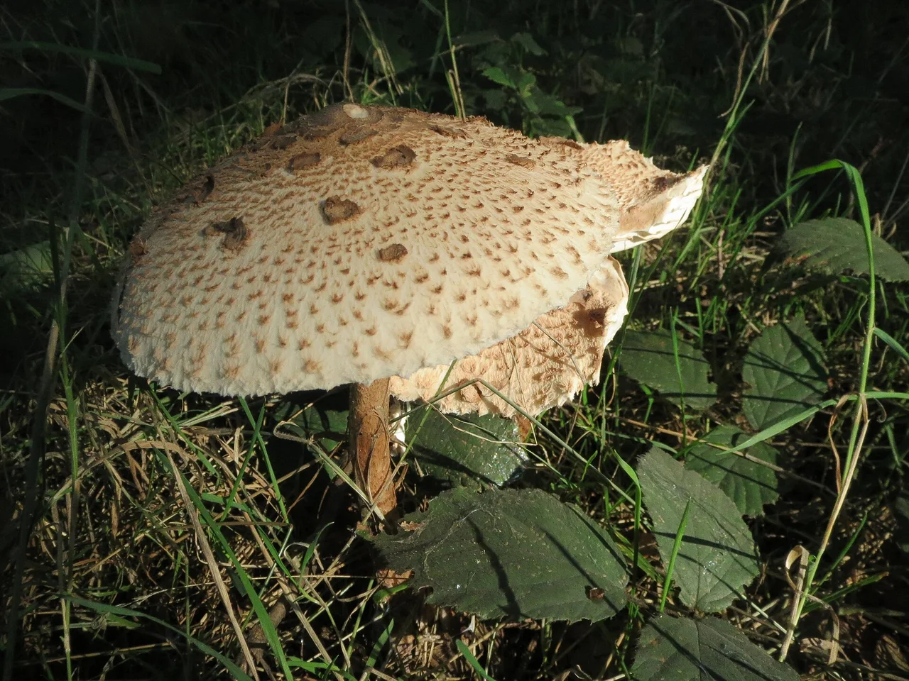 Gemeiner Riesenschirmling ( Macrolepiota procera ) in der Schwetzinger Hardt