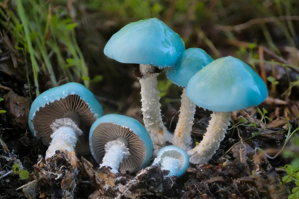 Stropharia caerulea