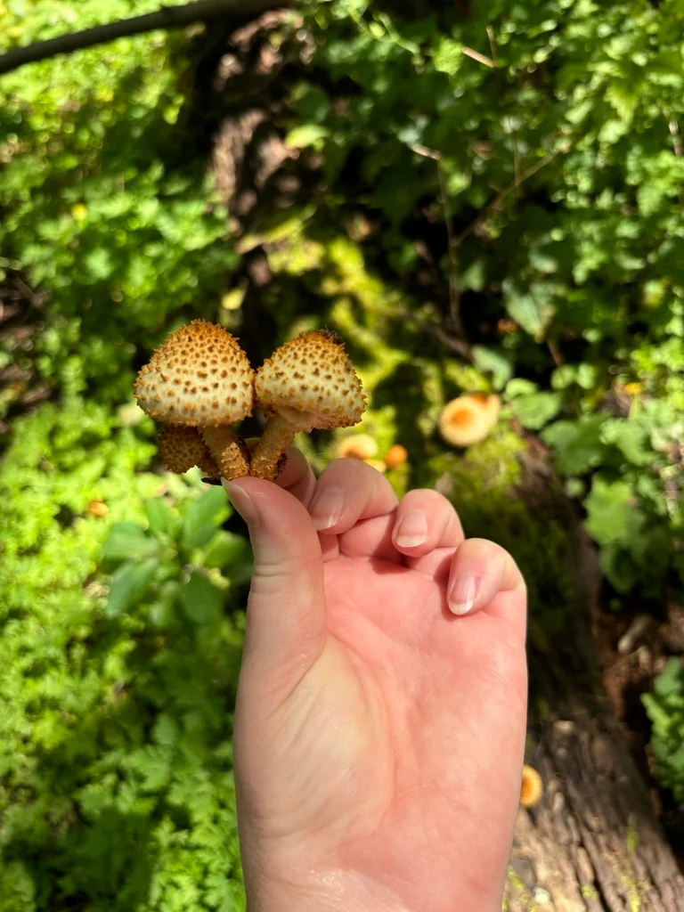 Pholiota squarrosoides