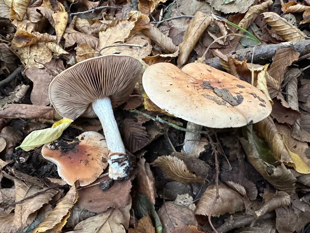 Hebeloma sinapizans