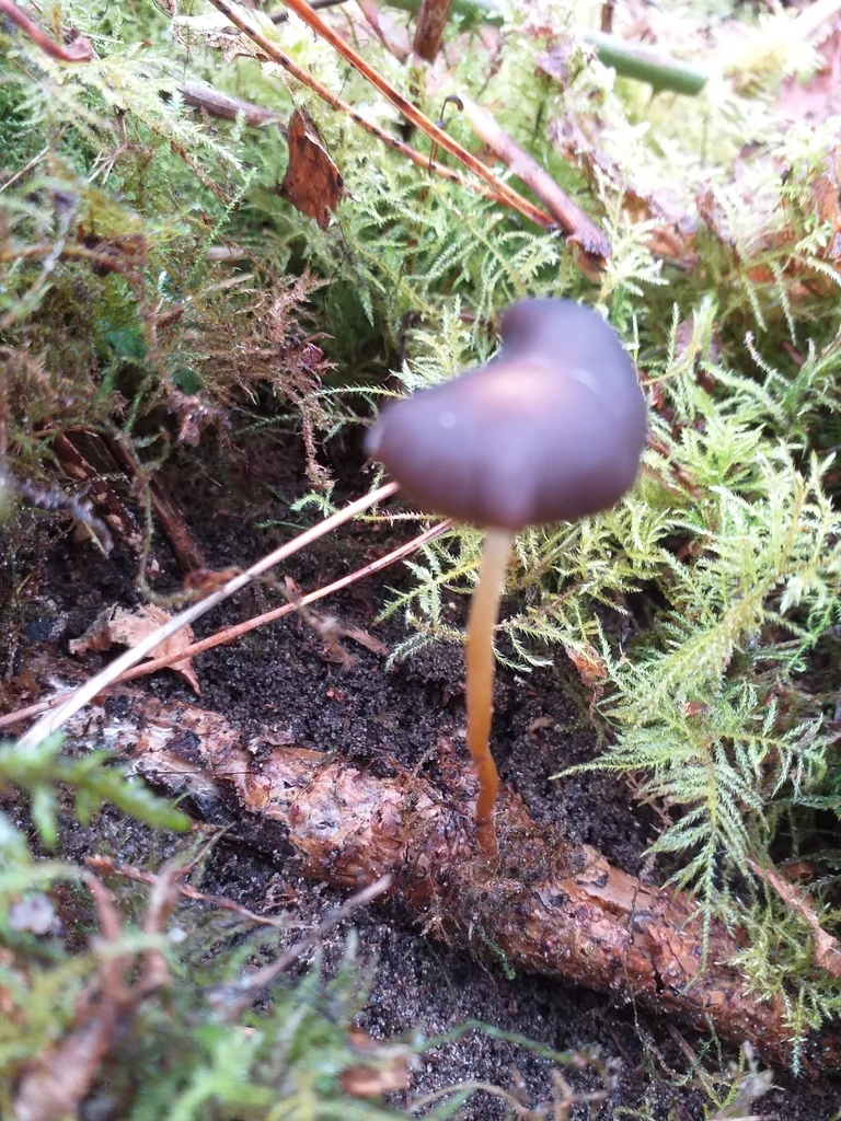 Strobilurus tenacellus