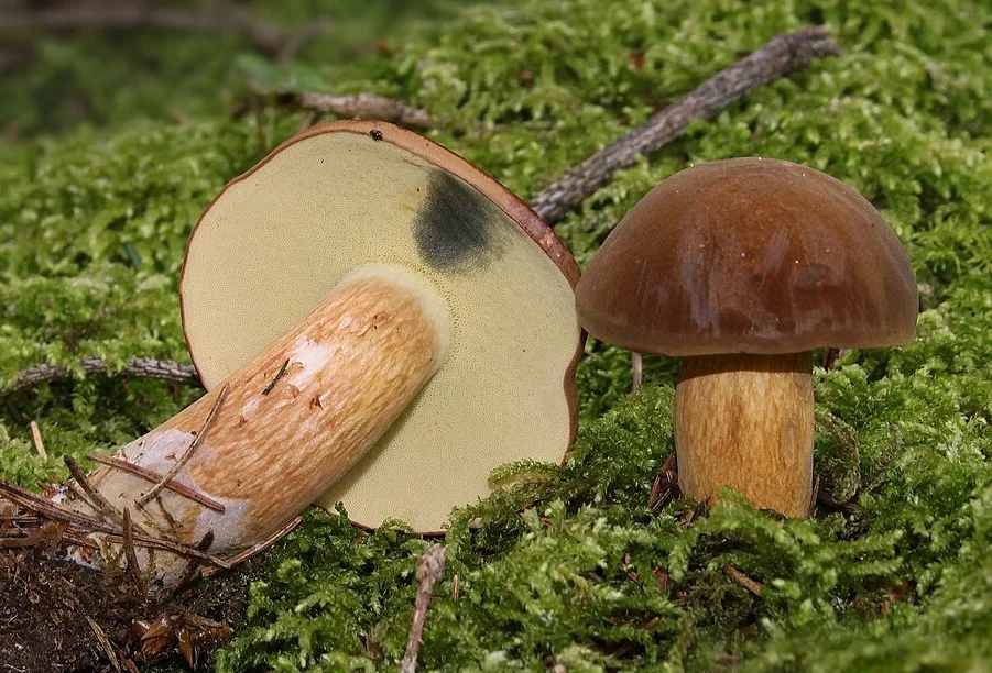 Imleria badia