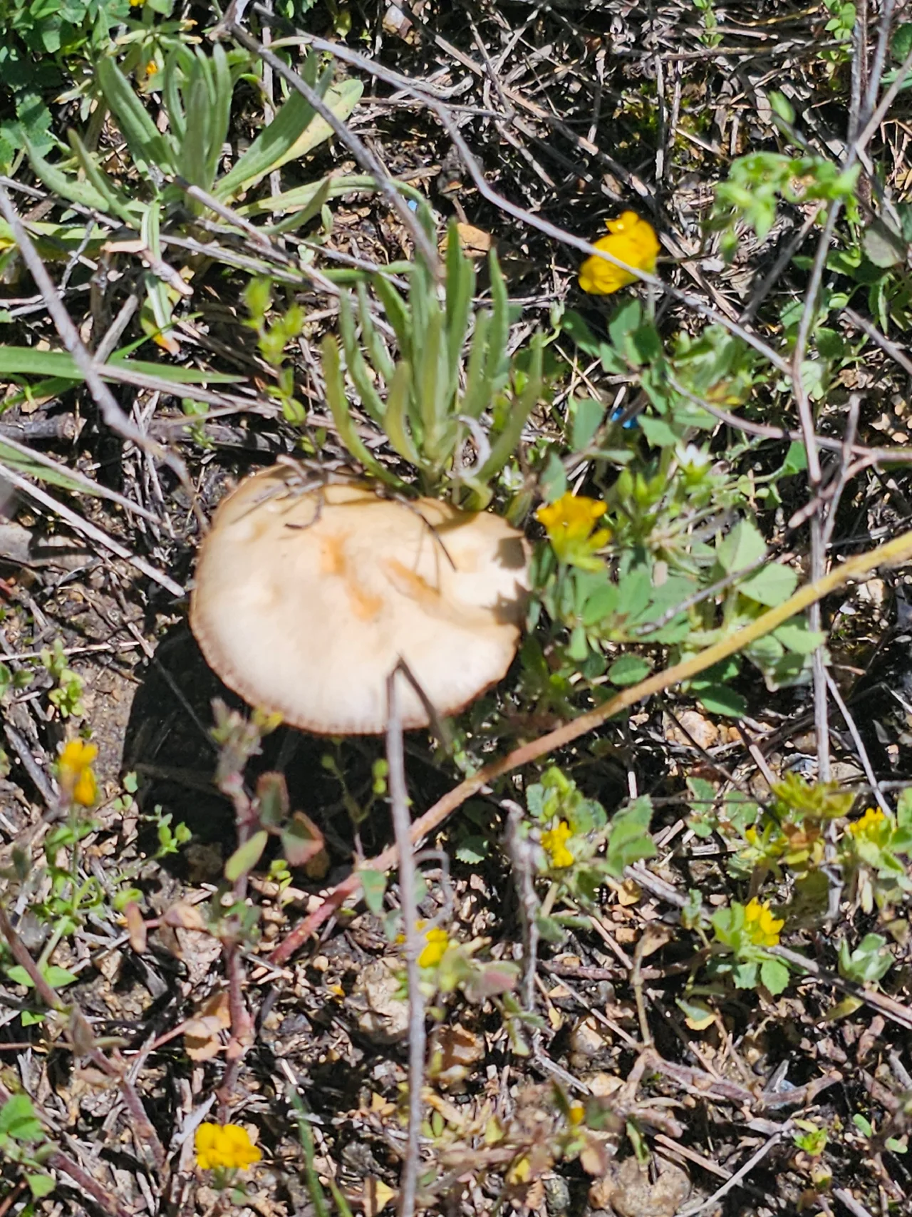 Psilocybe coronilla