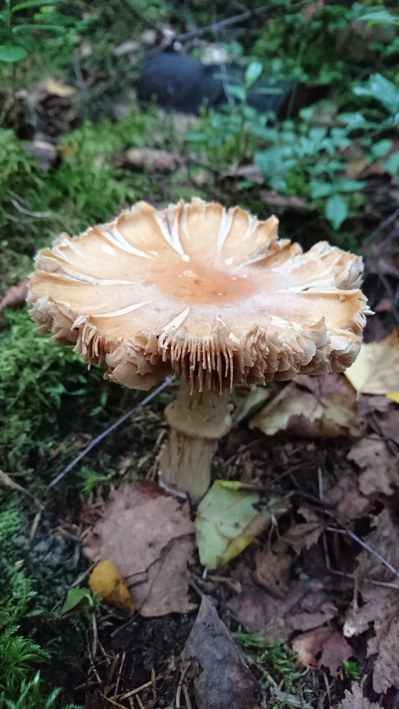 A fully grown Cortinarius caperatus photographed in 2016-07-23 in Hervanta, Finland.