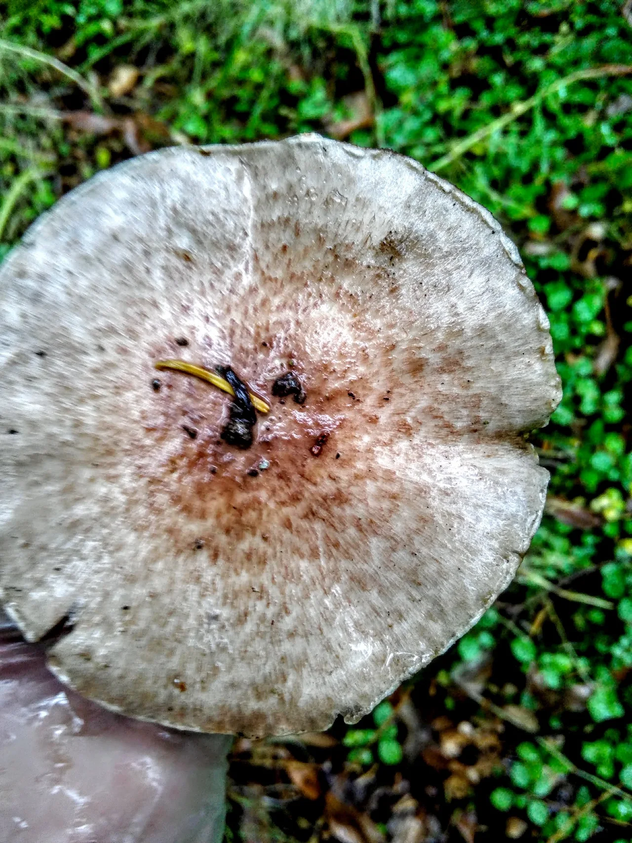 Blushing Wood Mushroom ( Agaricus sylvaticus )