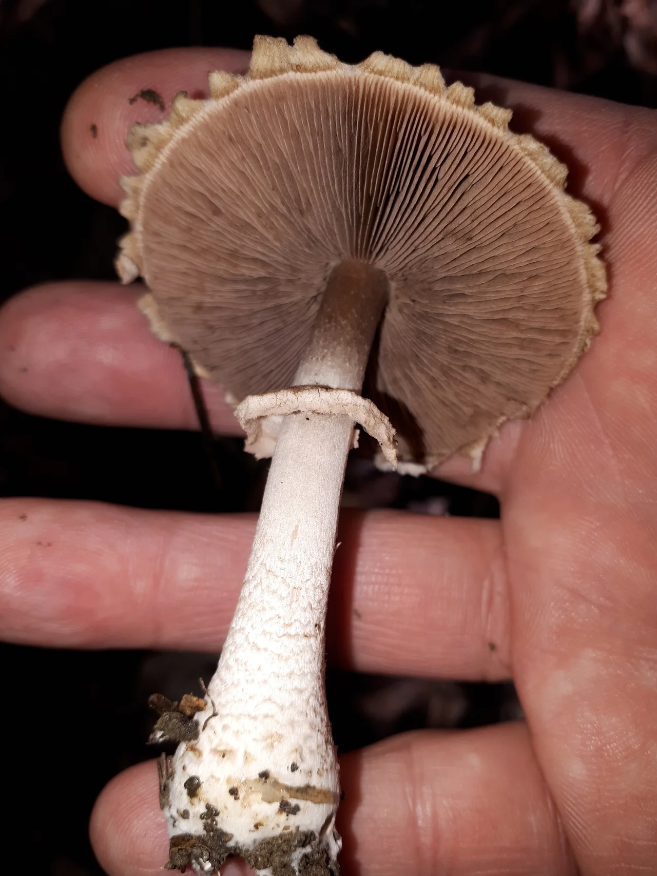 Blushing Wood Mushroom ( Agaricus sylvaticus )
