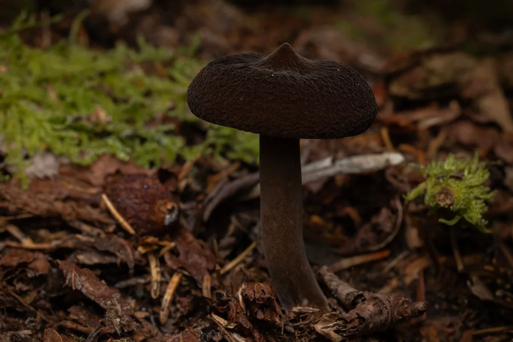 Lactarius lignyotus