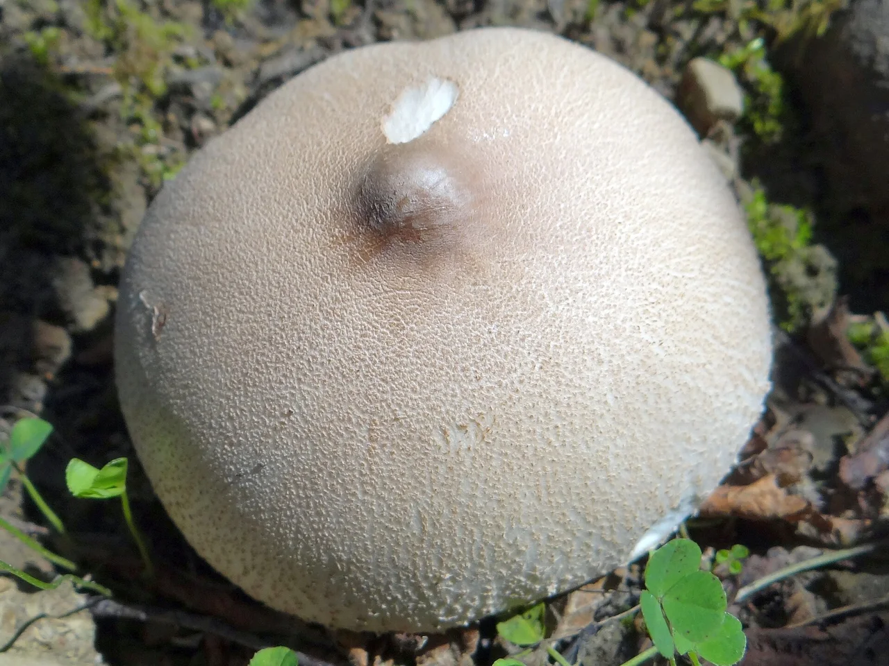 Cystoderma carcharias. Location: Poland