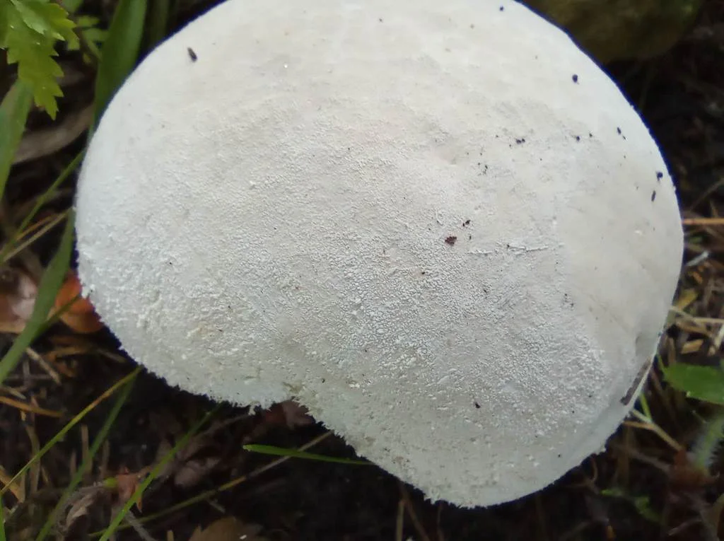 Lycoperdon excipuliforme