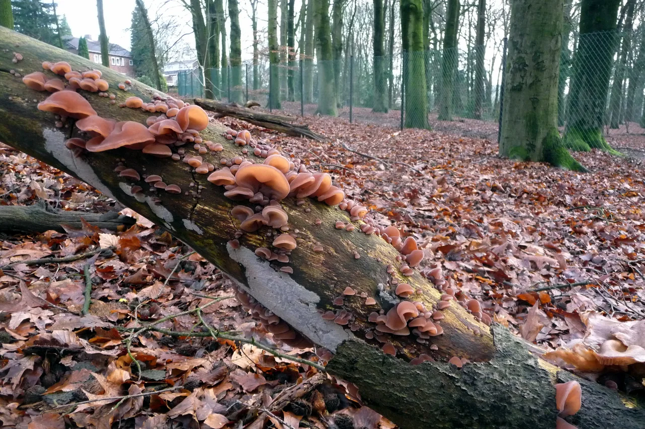 Auricularia auricula-judae (Jelly Ear, D= Judasohr, Chinamorchel, F= Oreille de Judas, NL= Echt Judasoor) white spores and cause white rot, on a Beech branch at Rozendaal Park are growing perfect still in januari!!!