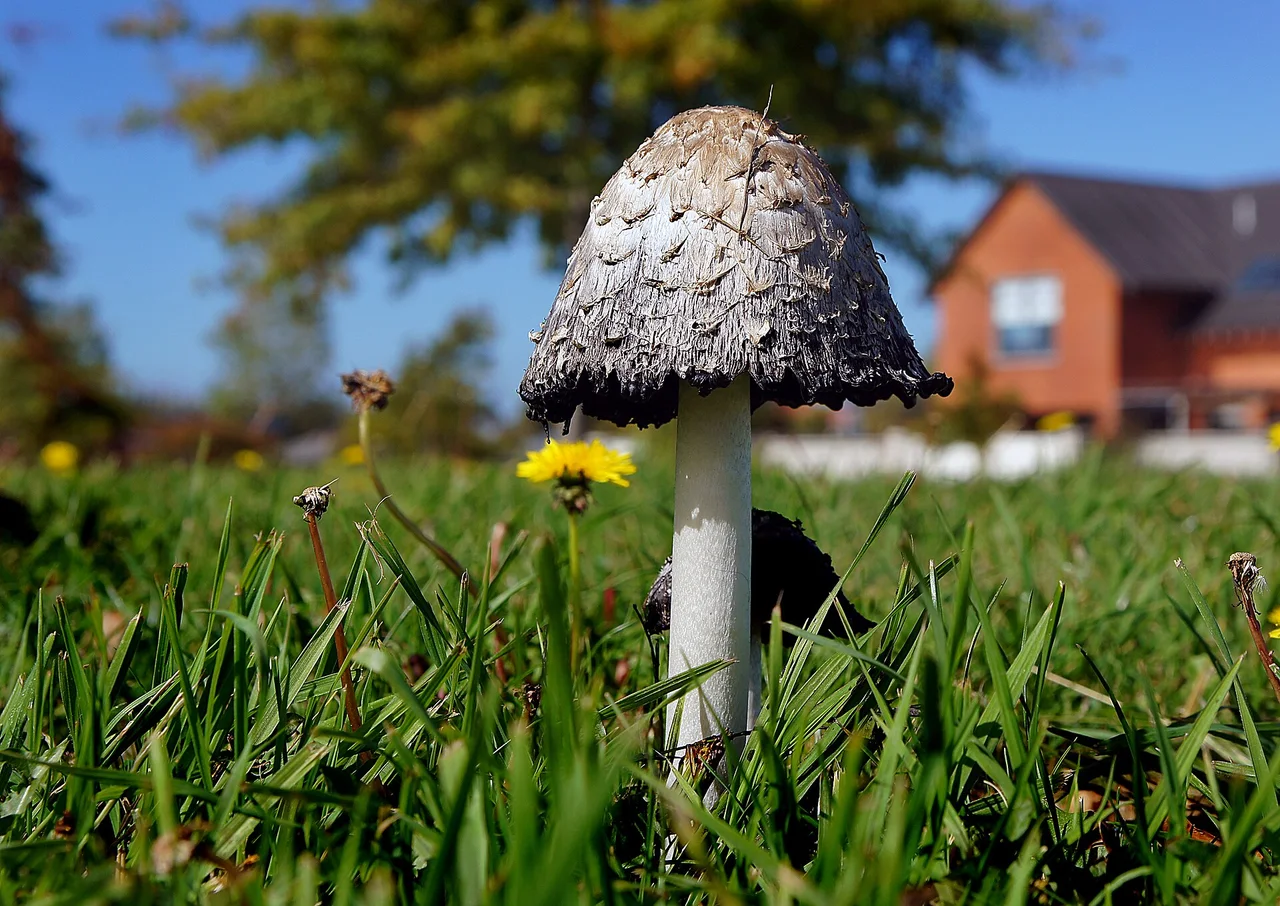Coprinus comatus Coprinus comatus, the shaggy ink cap, lawyer's wig, or shaggy mane, is a common fungus often seen growing on lawns, along gravel roads and waste areas